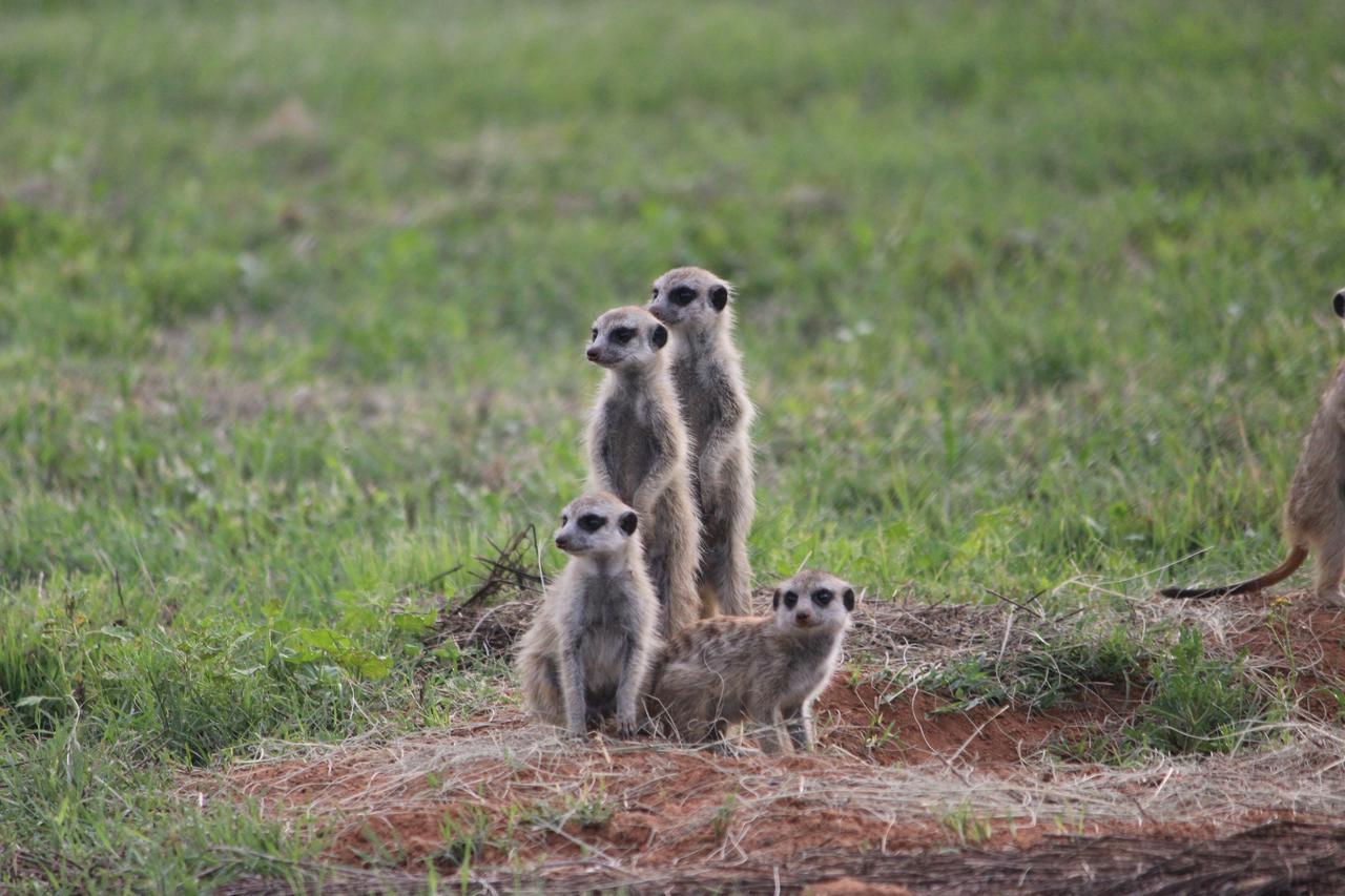 Amohela Ho Spitskop Country Retreat & Conservancy Ficksburg Bagian luar foto