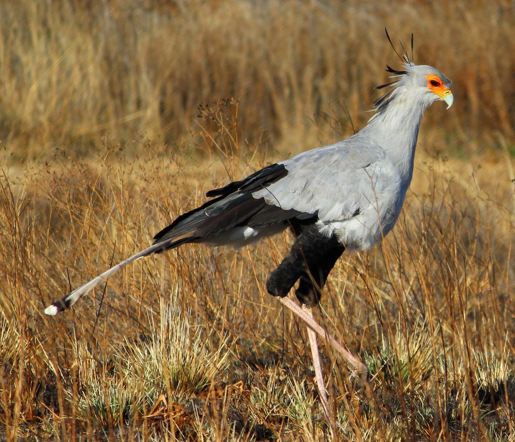 Amohela Ho Spitskop Country Retreat & Conservancy Ficksburg Bagian luar foto