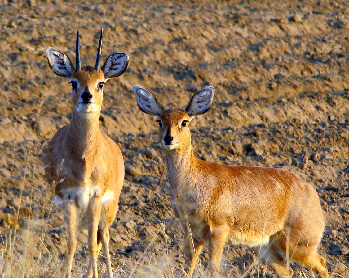 Amohela Ho Spitskop Country Retreat & Conservancy Ficksburg Bagian luar foto