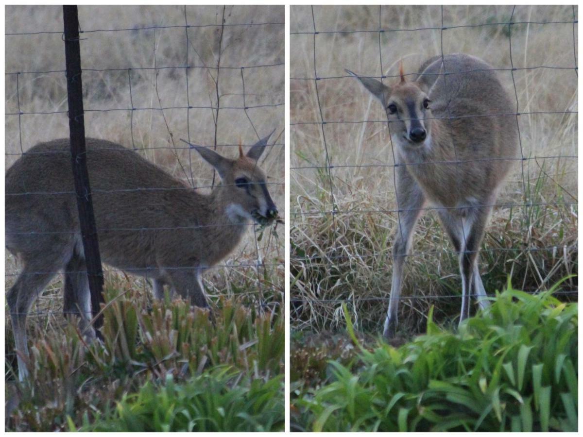 Amohela Ho Spitskop Country Retreat & Conservancy Ficksburg Bagian luar foto
